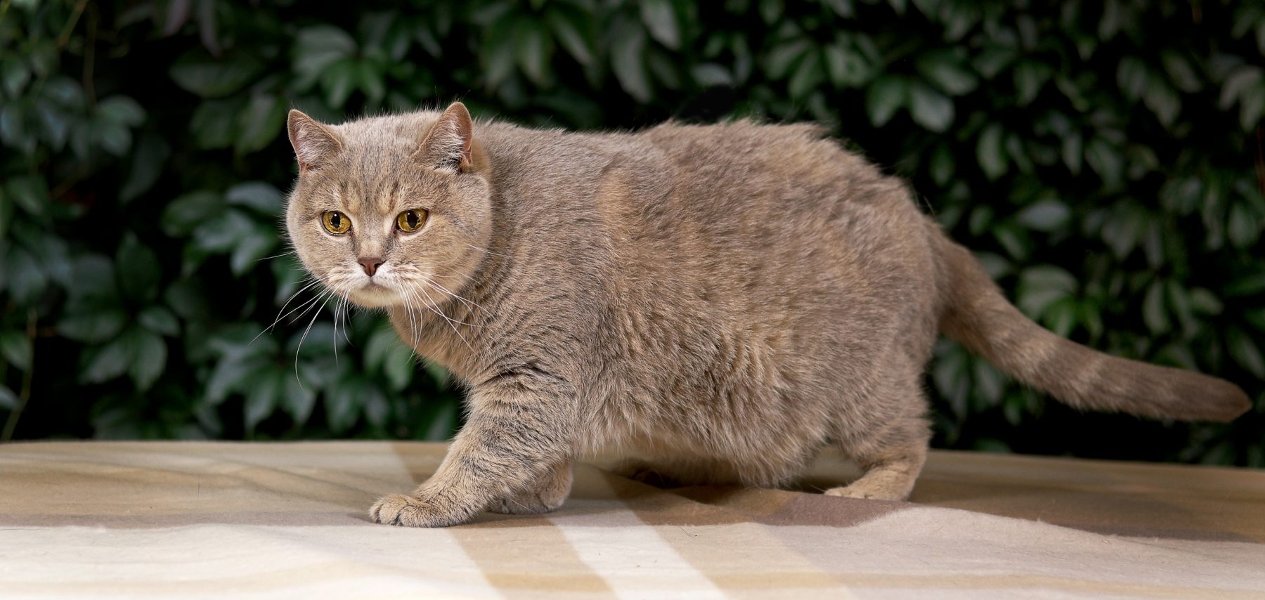 Лилу