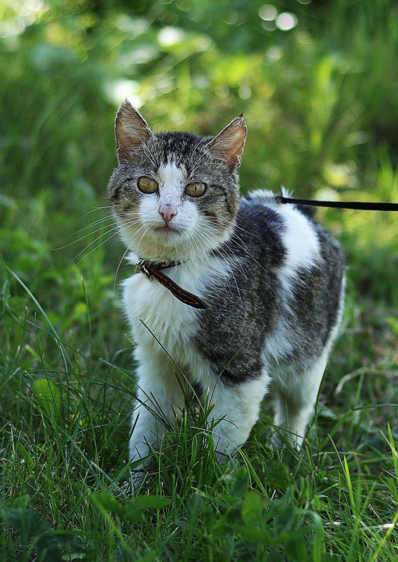 Мурзик